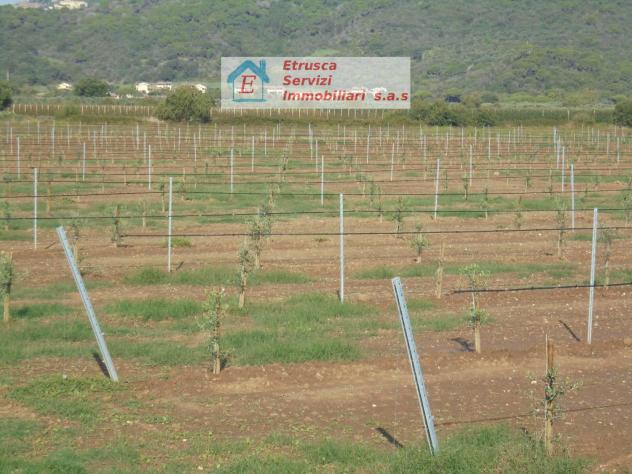 terreno agricolo in vendita a Suvereto