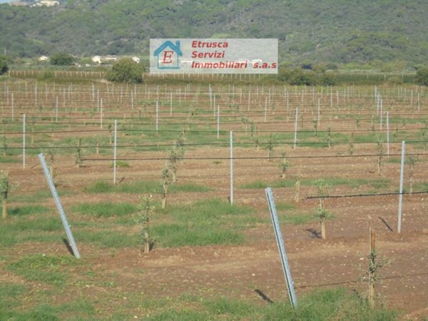 appartamento in vendita a Suvereto