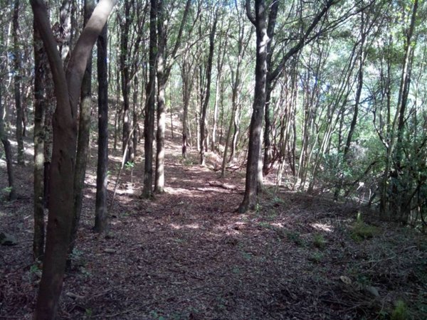 terreno agricolo in vendita a Suvereto