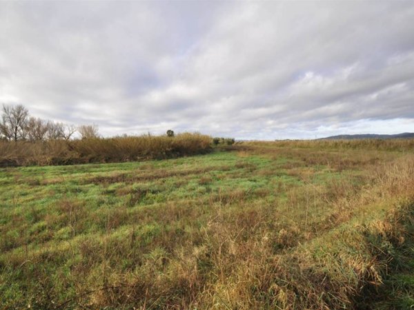 terreno agricolo in vendita a Suvereto