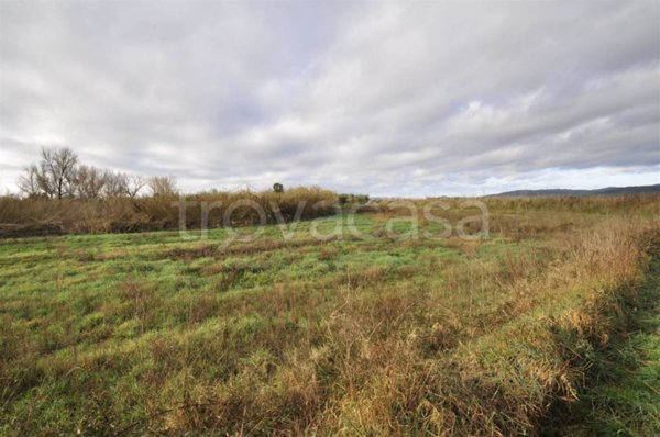 terreno agricolo in vendita a Suvereto