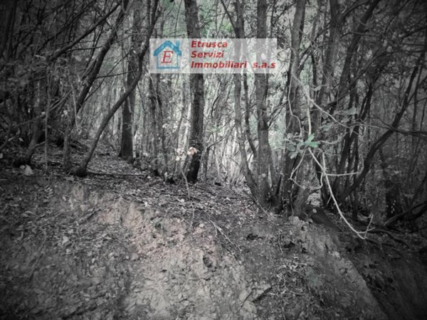 terreno agricolo in vendita a Suvereto