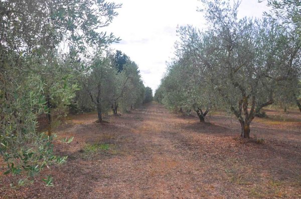 terreno agricolo in vendita a Suvereto
