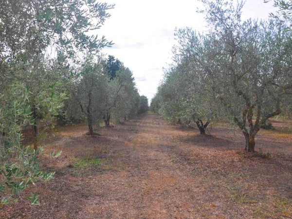 terreno agricolo in vendita a Suvereto