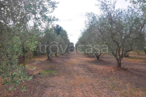 terreno agricolo in vendita a Suvereto