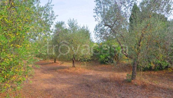 terreno agricolo in vendita a Suvereto