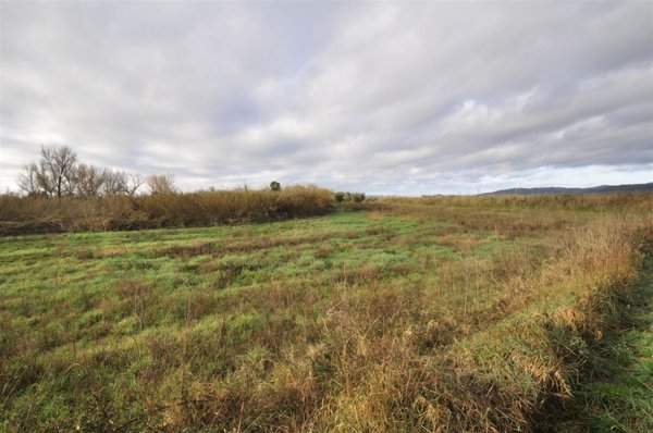 terreno agricolo in vendita a Suvereto