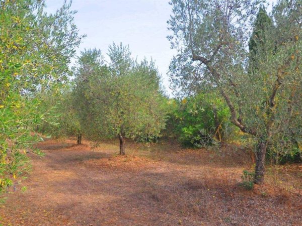 terreno agricolo in vendita a Suvereto