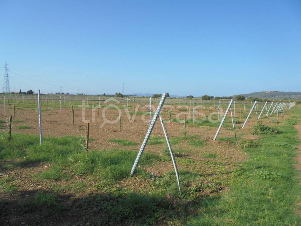 terreno agricolo in vendita a Suvereto