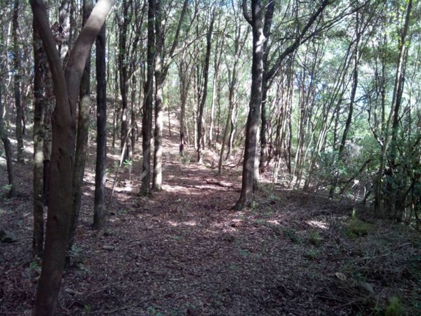 terreno agricolo in vendita a Suvereto