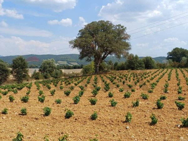 terreno agricolo in vendita a Suvereto