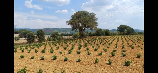 azienda agricola in vendita a Suvereto
