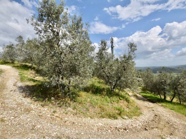 terreno agricolo in vendita a Suvereto