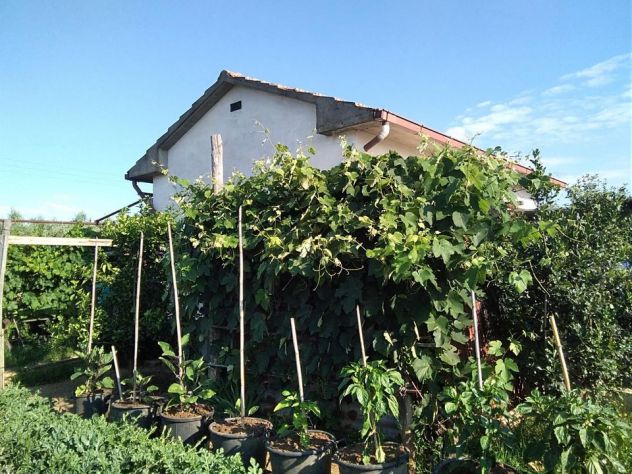 terreno agricolo in vendita a Suvereto