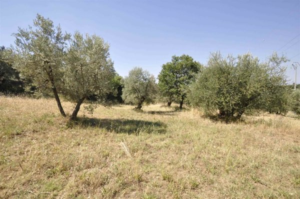 terreno agricolo in vendita a Suvereto