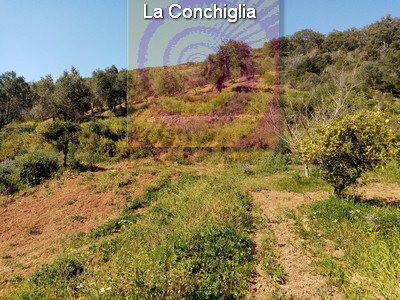 terreno agricolo in vendita a Rio