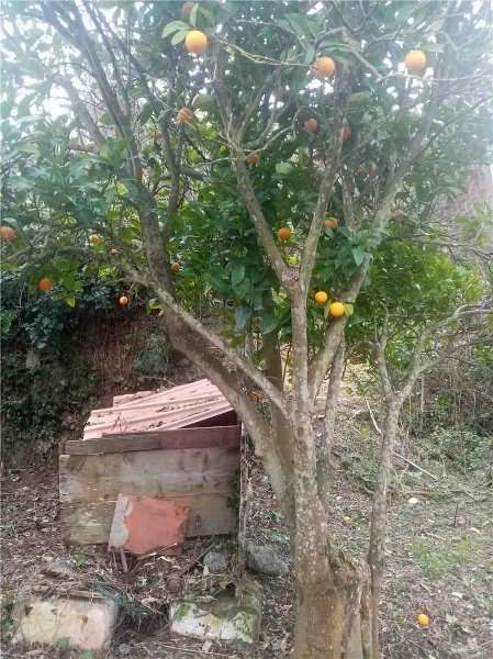 casale in vendita a Rio in zona Rio nell'Elba