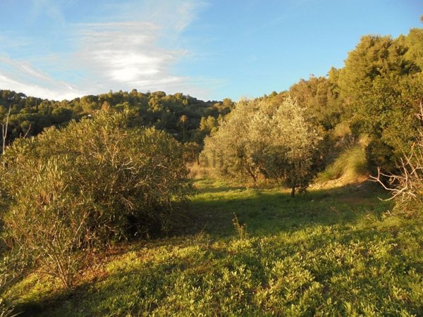 terreno agricolo in vendita a Rio
