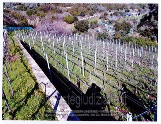 terreno agricolo in vendita a Rio