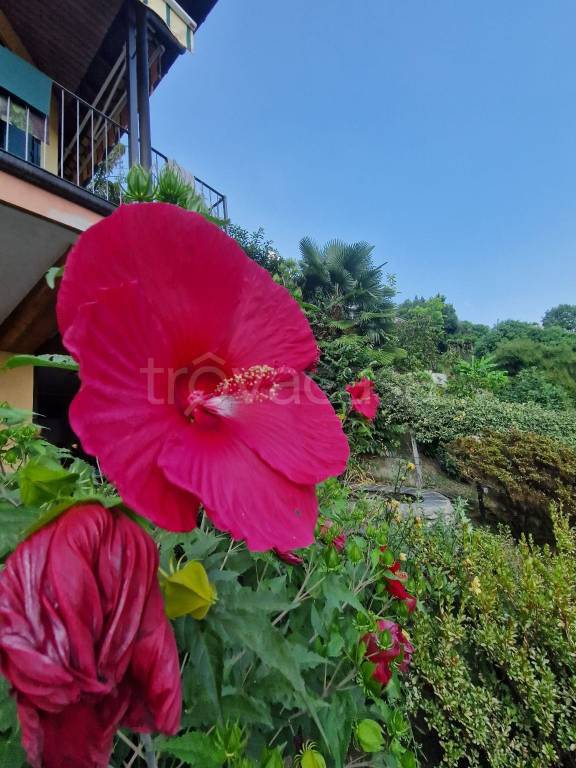 villa in vendita a Miasino in zona Carcegna
