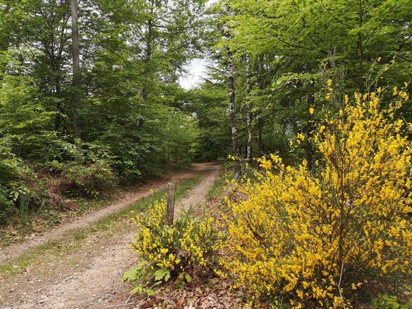 terreno agricolo in vendita a Miasino in zona Pisogno