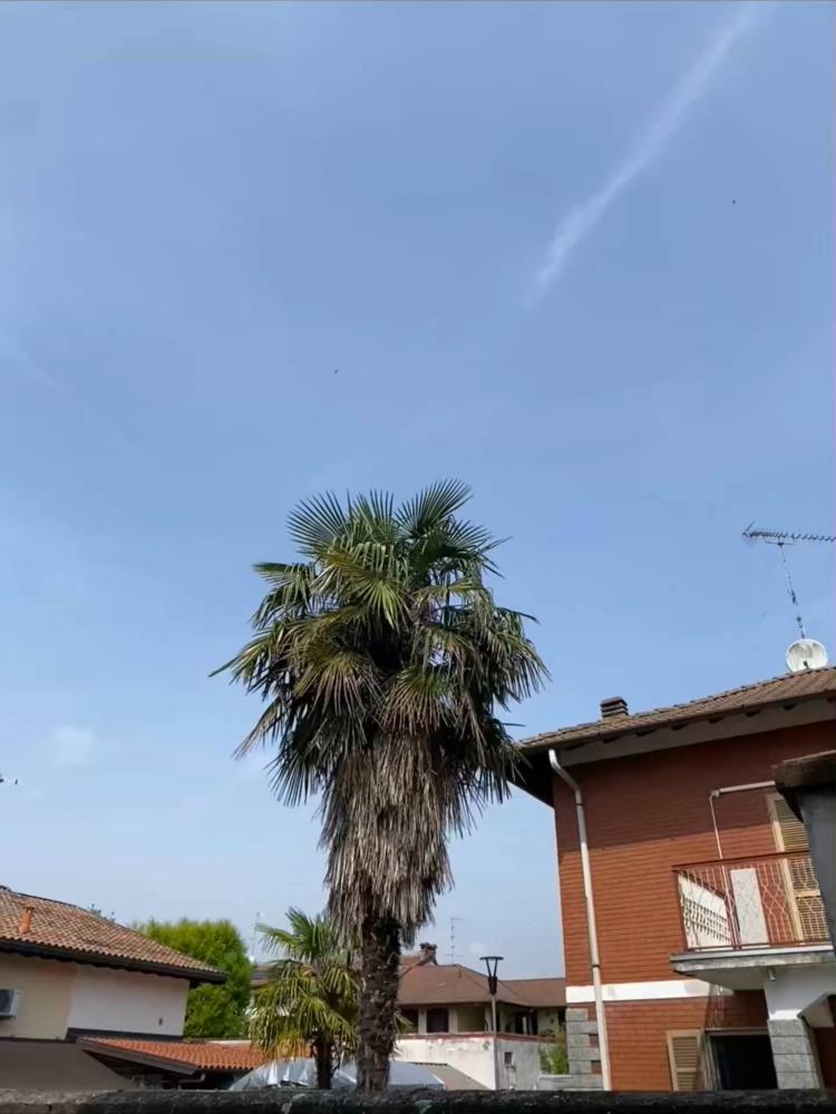 casa indipendente in vendita a Nibbiola