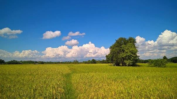 terreno agricolo in vendita a Novara