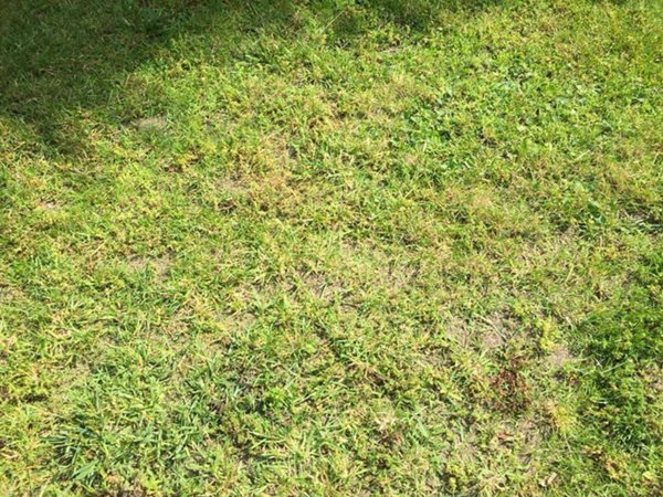 terreno agricolo in vendita a Novara in zona zona Sant'Andrea - San Rocco