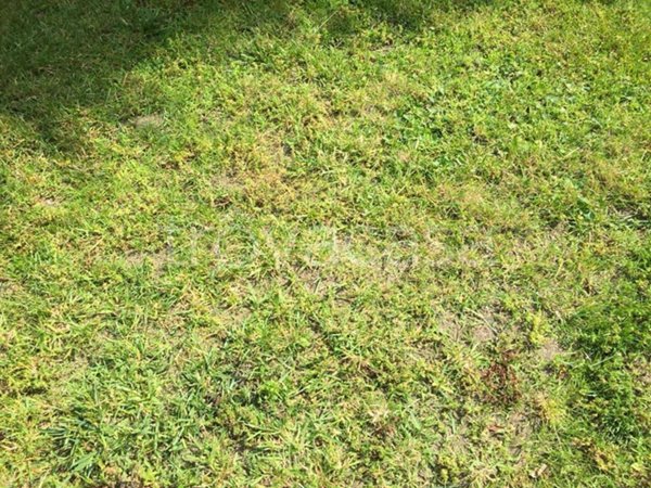 terreno agricolo in vendita a Novara in zona Zona Santa Rita