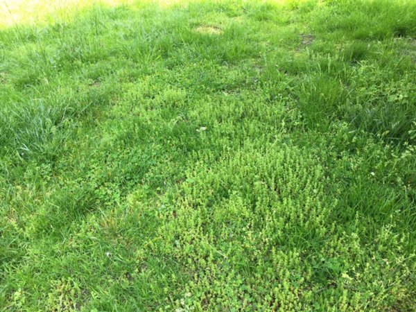 terreno agricolo in vendita a Novara in zona Zona Santa Rita