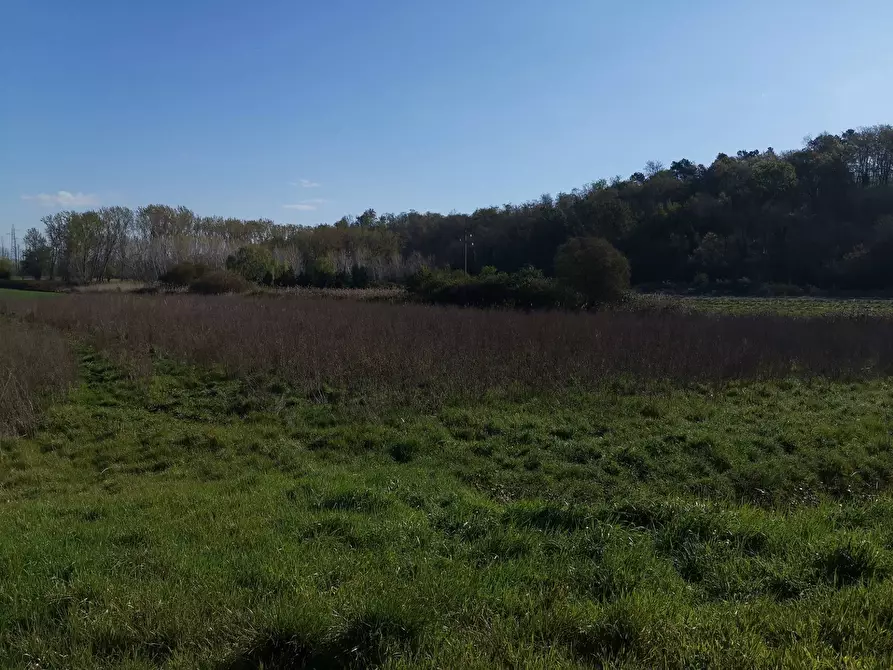 terreno agricolo in vendita a Bientina in zona Puntone