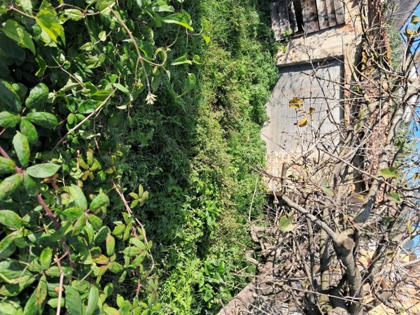 negozio in vendita a Bientina