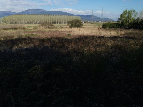 terreno agricolo in vendita a Bientina in zona Puntone