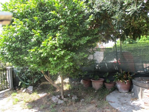 casa indipendente in vendita a Bientina in zona Quattro Strade
