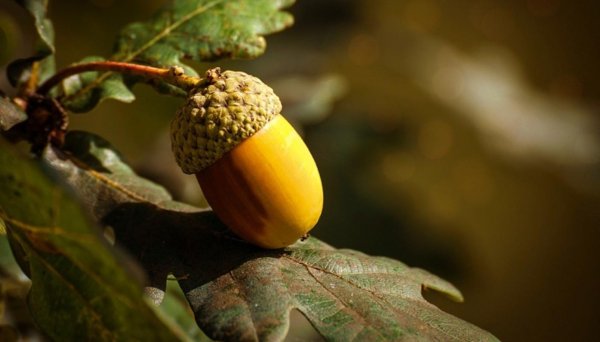 terreno agricolo in vendita a Bientina in zona Santa Colomba
