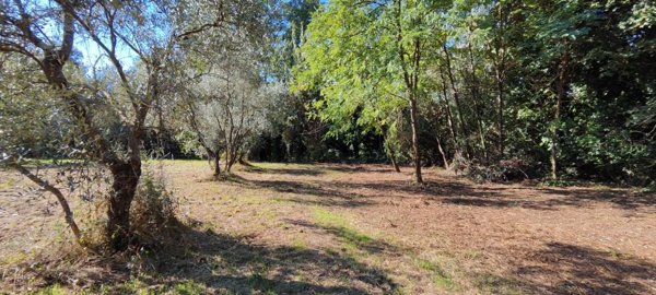 terreno agricolo in vendita a Bientina in zona Santa Colomba