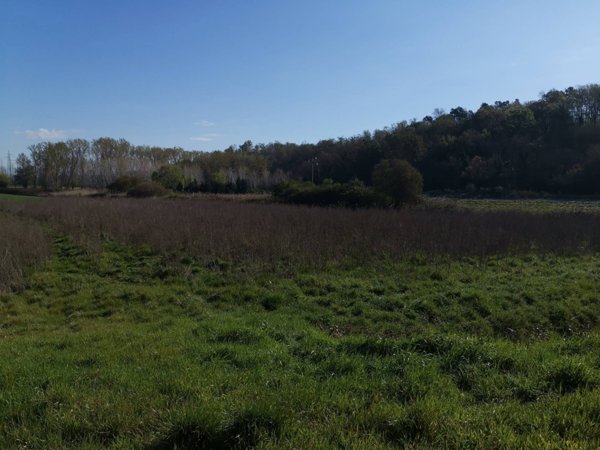 terreno agricolo in vendita a Bientina in zona Puntone