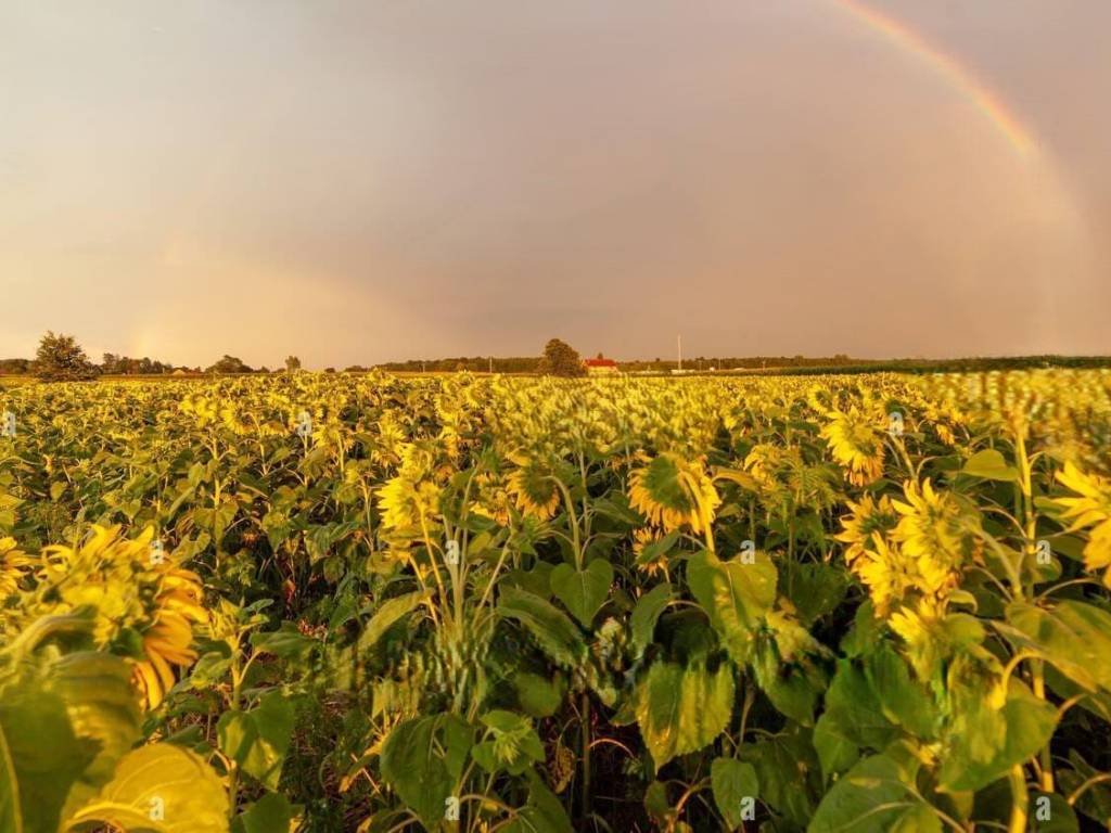 terreno agricolo in vendita a Bientina in zona Puntone