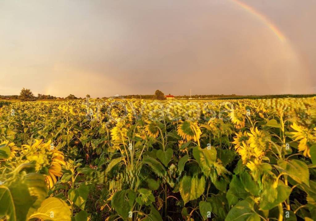 terreno agricolo in vendita a Bientina in zona Puntone