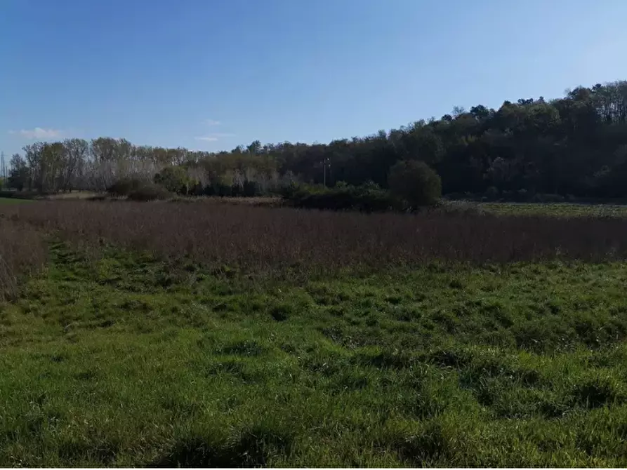 terreno agricolo in vendita a Bientina in zona Puntone