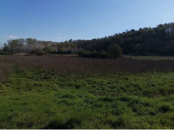 terreno agricolo in vendita a Bientina in zona Puntone
