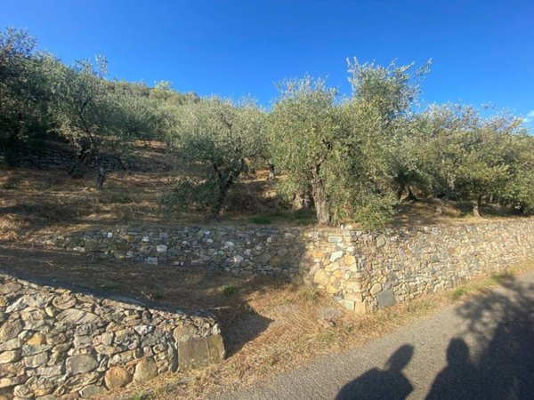 terreno agricolo in vendita a Buti