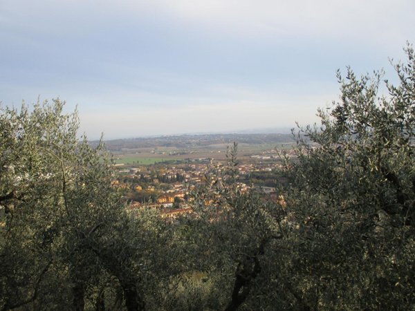 terreno agricolo in vendita a Buti