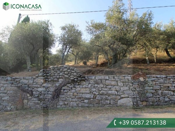terreno agricolo in vendita a Buti