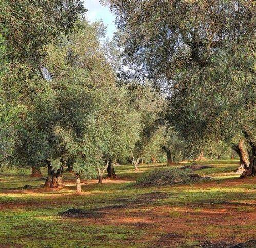 terreno agricolo in vendita a Buti