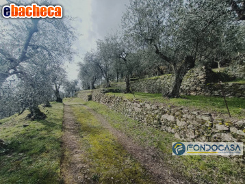 terreno agricolo in vendita a Buti