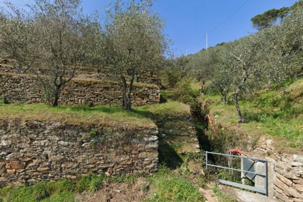 terreno agricolo in vendita a Buti