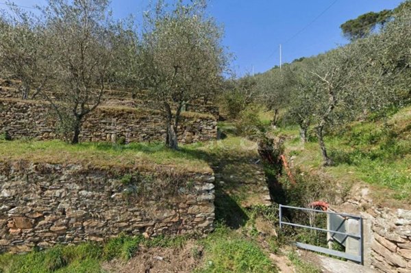 terreno agricolo in vendita a Buti