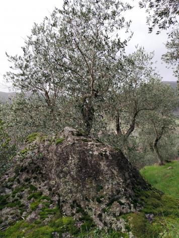 terreno agricolo in vendita a Buti