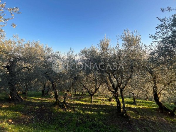 terreno agricolo in vendita a Buti